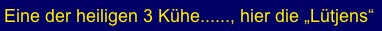 Eine der heiligen 3 Kühe......, hier die „Lütjens“